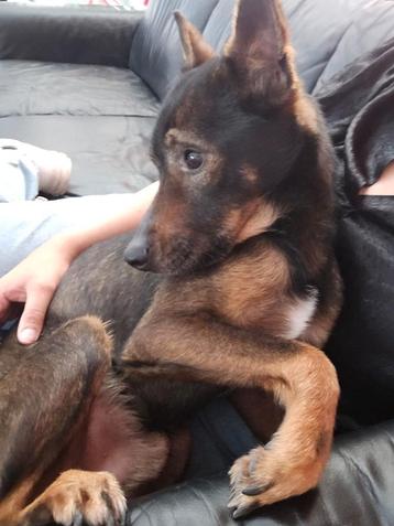 Hond zoekt gouden mand beschikbaar voor biedingen