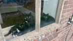 6 kittens, Meerdere dieren, Ontwormd, 0 tot 2 jaar