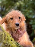 Super leuke pups Maltipoo met Teckel.! Nagenoeg zindelijk, Dieren en Toebehoren, Honden | Niet-rashonden, Nederland, CDV (hondenziekte)