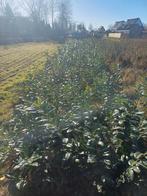 ,laurier novita [ snel groeiend ], Ophalen, Laurier, 100 tot 250 cm