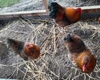 Wyandotte goudzwart gezoomd, Dieren en Toebehoren, Meerdere dieren, Kip