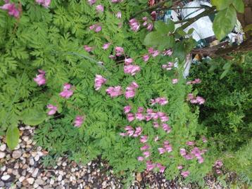 Dicentra, gebroken hartje beschikbaar voor biedingen