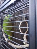 Blauwvoorhoofd amazone, Geslacht onbekend, Papegaai, Tam