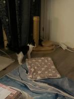 Te koop, Dieren en Toebehoren, Meerdere dieren, Ontwormd, 0 tot 2 jaar