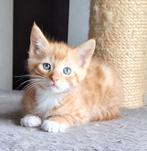 Prachtige kruising Maine Coon/Ragdoll kitten, rood katertje, Dieren en Toebehoren, Katten en Kittens | Overige Katten, Meerdere dieren