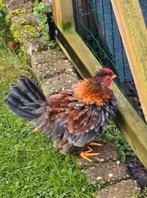 Gezocht chabo kriel hen krulveer, Dieren en Toebehoren, Pluimvee, Vrouwelijk, Kip