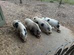 4 Minivarkens ter overname, Meerdere dieren, Varken, 3 tot 5 jaar