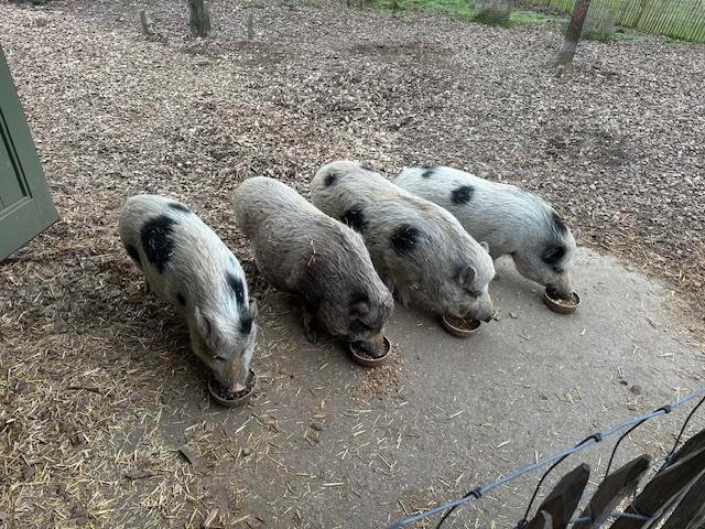 4 Minivarkens ter overname, Dieren en Toebehoren, Schapen, Geiten en Varkens, Varken, Meerdere dieren, 3 tot 5 jaar