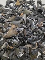 Grote partij haaientanden uit Cadzand Nederland., Ophalen of Verzenden, Fossiel