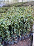 Hedera hibernica klimop 100cm - 2L pot schutting afrastering, Ophalen, Vaste plant, Bloeit niet, Halfschaduw