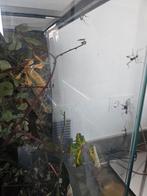 Psg9 australische flappentakken, Dieren en Toebehoren, Wandelende tak