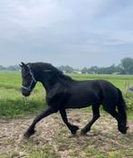 Lieve sociale friese hengst, Dieren en Toebehoren, Pony's, Hengst, E pony (1.48m - 1.57m), Dressuurpony, 3 tot 6 jaar