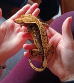 Wimpergekko vrouw, Dieren en Toebehoren, Reptielen en Amfibieën, Hagedis, Tam, 7 tot 10 jaar