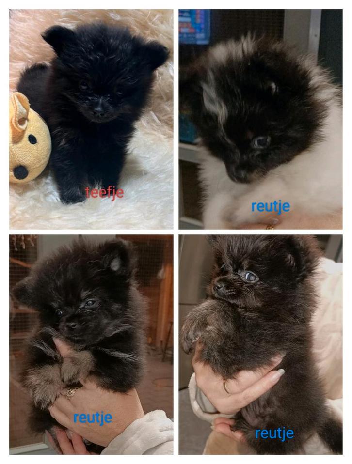 Mooie 100% pomeriaan pups mogen nest verlaten ., Dieren en Toebehoren, Honden | Poolhonden, Keeshonden en Oertypen, Meerdere dieren