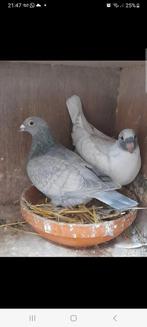 Gezocht reduced doffer, Mannelijk