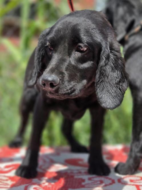 ACE: Morris kan soms een kapoentje zijn!, Dieren en Toebehoren, Honden | Niet-rashonden, Middel, Reu, Particulier, Eén hond, Buitenland