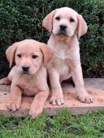 Speelse labrador pups., Dieren en Toebehoren, Honden | Retrievers, Spaniëls en Waterhonden, CDV (hondenziekte), 8 tot 15 weken