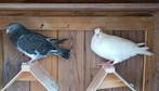 2 Postduiven Gratis, Dieren en Toebehoren, Meerdere dieren, Postduif