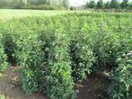 portugese laurier, groenblijvend, plant ze met leuke korting, Ophalen of Verzenden, Laurier, Haag, 100 tot 250 cm