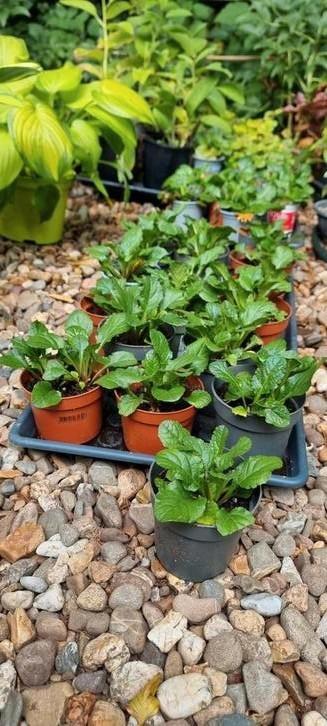 Ajuga Reptans, groenblijvende bodembedekker, Tuin en Terras, Planten | Tuinplanten, Vaste plant, Bodembedekkers, Halfschaduw, Lente