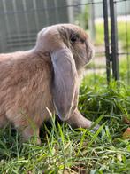 Enorm knappe en lieve Franse hangoor ram!, Dieren en Toebehoren, Konijnen, Mannelijk, Groot, Hangoor