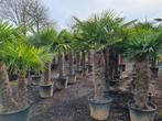 Trachycarpus fortunei / Chamaerops excelsa / AANBIEDING, Tuin en Terras, Minder dan 100 cm, Zomer, Volle zon, Ophalen of Verzenden