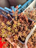 Diverse tuinplanten, bomen en struiken, Ophalen, Zomer, Overige soorten, Volle zon