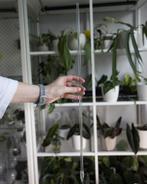 Clear plant stakes - Transparante planten stok, Huis en Inrichting, Kamerplanten, Overige soorten, Minder dan 100 cm, Ophalen of Verzenden