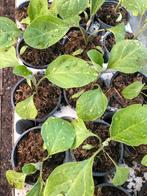 Peper planten moestuin planten, Tuin en Terras, Volle zon, Groenteplanten, Eenjarig, Ophalen of Verzenden