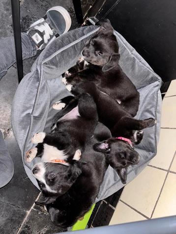Kruising Corgi pups beschikbaar voor biedingen