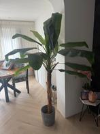 Kunst Bananen plant - 180cm hoog ongeveer, Ophalen, Zo goed als nieuw, Binnen
