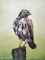 Buizerd in paalzit, Ophalen