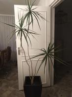 Dracena, Huis en Inrichting, Kamerplanten, Minder dan 100 cm, Palm, Halfschaduw, Ophalen