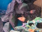 Red parrot, Dieren en Toebehoren, Vis, Zoetwatervis