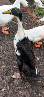 Loopeenden Te Koop, Dieren en Toebehoren, Pluimvee, Mannelijk, Eend
