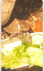 Waterschildpadjes, Dieren en Toebehoren, Reptielen en Amfibieën, Schildpad, Tam, 0 tot 2 jaar