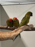 1-1 Roodoor ara bewezen, Dieren en Toebehoren, Vogels | Parkieten en Papegaaien, Meerdere dieren, Papegaai