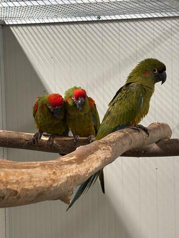 1-1 Roodoor ara bewezen beschikbaar voor biedingen