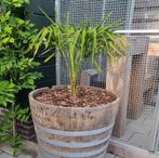 Trachycarpus fortunei, Volle zon, Vaste plant, Zomer, Ophalen