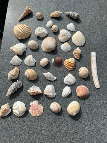 400 gram verschillende schelpen leuk voor decoratie in huis beschikbaar voor biedingen