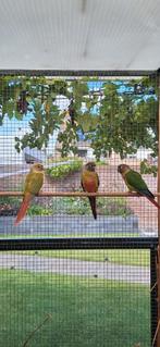3 Jonge pyrrhura’s, Dieren en Toebehoren, Vogels | Parkieten en Papegaaien, Geslacht onbekend, Parkiet