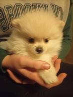 Pomeriaan pups, Dieren en Toebehoren, Overige rassen, 8 tot 15 weken, Teef, Meerdere