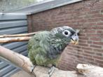 1-1 onverwante Pionus Maximiliani-papegaaien., Dieren en Toebehoren, Vogels | Parkieten en Papegaaien, Meerdere dieren, Papegaai