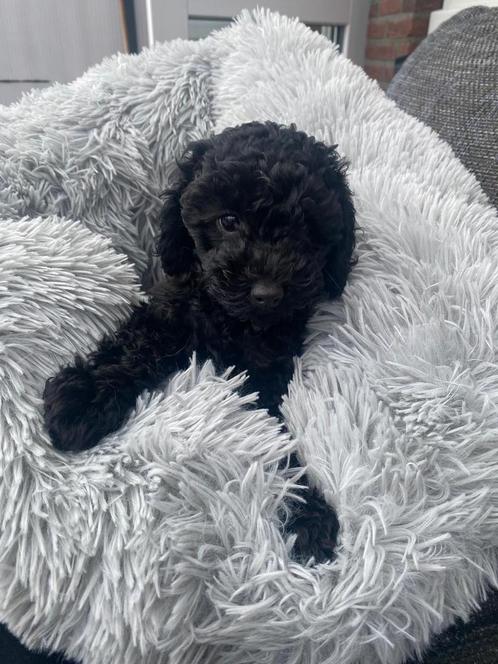 Zeer mooie toy x dwerg poedel pups te koop, Dieren en Toebehoren, Honden | Chihuahua's en Gezelschapshonden, Meerdere dieren, Poedel