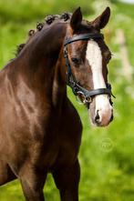 Te koop leuke d pony van 11, Dieren en Toebehoren, Pony's, Merrie, Recreatiepony