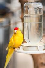 Kakariki jong | Vogels om tam te maken!, Meerdere dieren, Parkiet, Tam