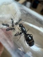 Camponotus foreli kolonies, Dieren en Toebehoren, Insecten en Spinnen