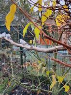 4 Diamant duifjes, Dieren en Toebehoren, Vogels | Overige Vogels, Meerdere dieren