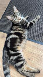 Half maine coon kittens, Dieren en Toebehoren, Poes