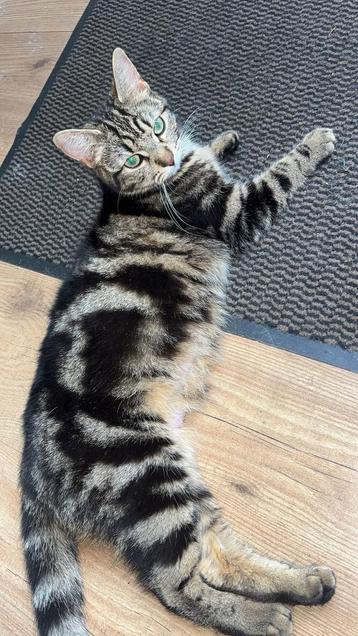 Half mainecoon kitten.    nog 1 kitten vrouwtje zwart witte  beschikbaar voor biedingen